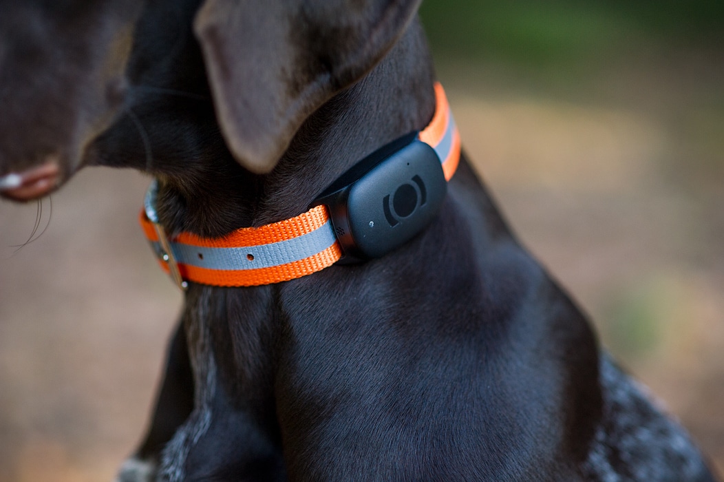 gps collier chien 